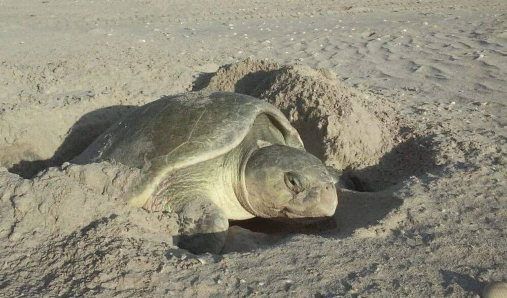 Exhorta SEDUMA a cuidar la tortuga lora durante vacaciones