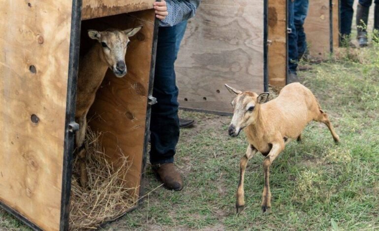 Logra la UAT el nacimiento de dos crías de borrego muflón europeo